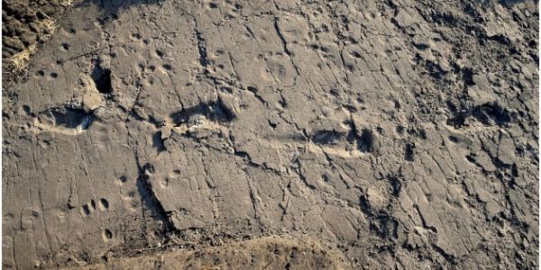On a retrouvé les empreintes de Chewbacca, le plus grand australopithèque jamais découvert