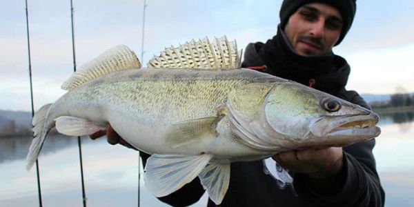 Pêche du sandre en verticale en hiver avec les conseils de Sylvain Galley - 1max2peche