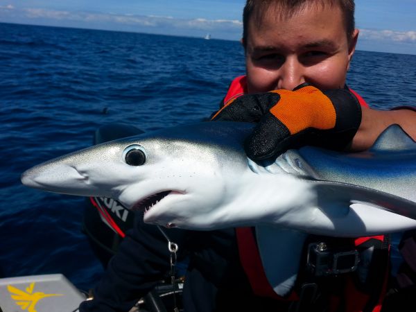 Pêche au requin dans le Morbihan avec Lorient Passion Pêche