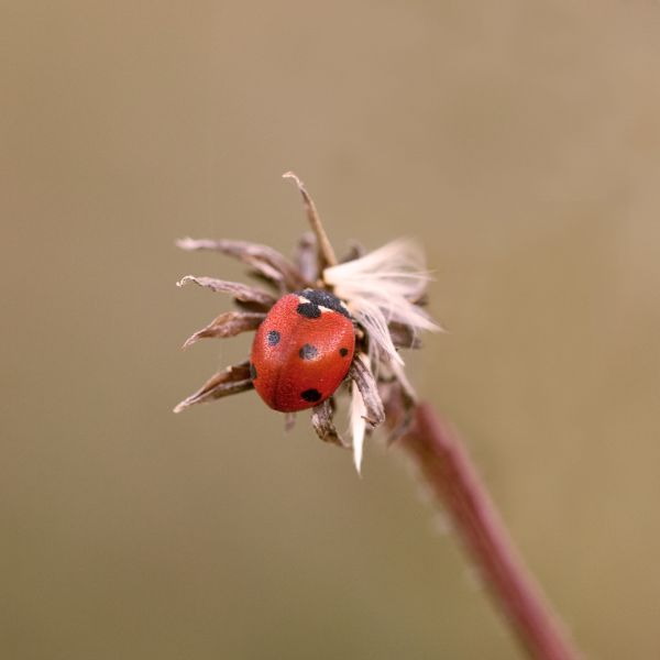 TPQ ? #8 Macro d'automne - Partie 2 - Fool Artistic