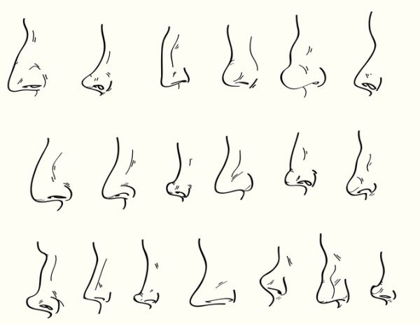 Comment le nez humain a-t-il évolué en s’adaptant aux différents climats sur Terre ?