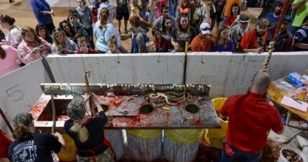 Tout le monde critique les massacres de loups, de baleines et d'ours, pourtant il existe au Texas une fête immonde où le massacre gratuit de milliers de serpents à sonnette est l'attraction [...]