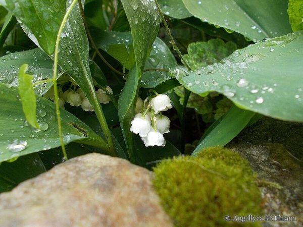 Le Sabbat de Beltane - Blog Ésotérique Samhain Sabbath
