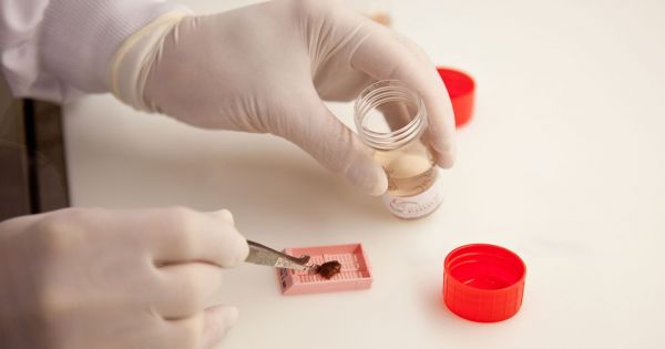 Pour la première fois, des cellules souches humaines ont été créées en laboratoire