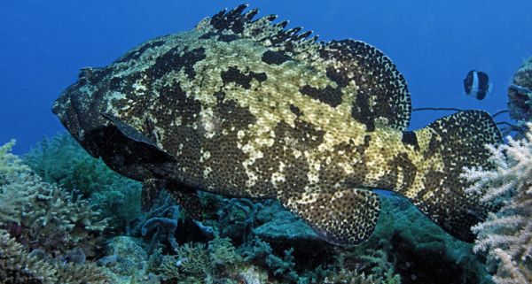 Le mérou, roi des poissons