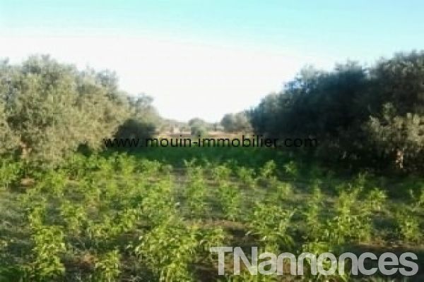 Ferme Adam ref AV775 Hammamet entrée sidi mtir - Ventes immobilières - Nabeul - Hammamet - TNannonces