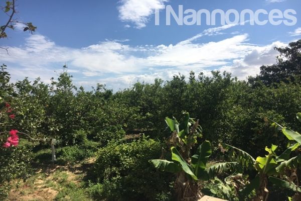 Ferme Les Bougainviliers T515 Hammamet  - Ventes immobilières - Nabeul - Hammamet - TNannonces