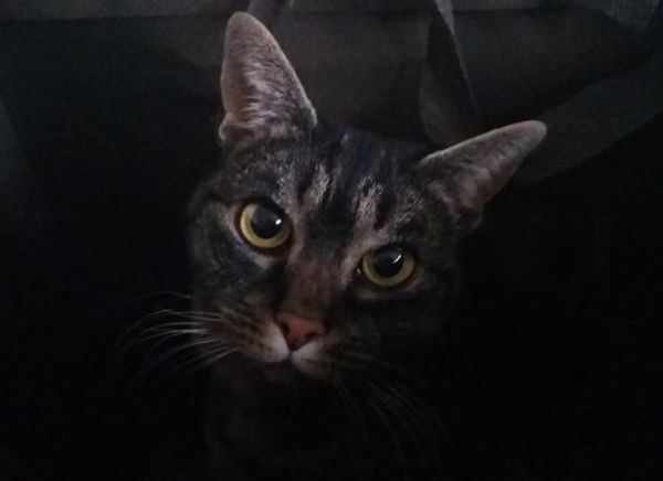 Pour pouvoir guerir Chatonne et honorer les frais de la clinique  veterinaire des Halles Ã  Strasbourg - Leetchi.com