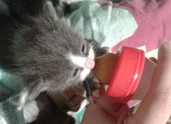 Aide sauvetages chatons non sevrés - Leetchi.com