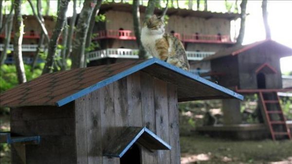 Turquie : Le village où les chats sont rois | TRT  Français