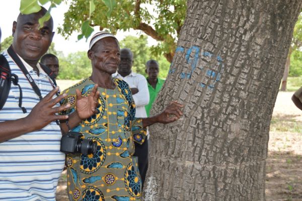 Burkina : Le cernage ou la « canne » des vieux pieds de Karité