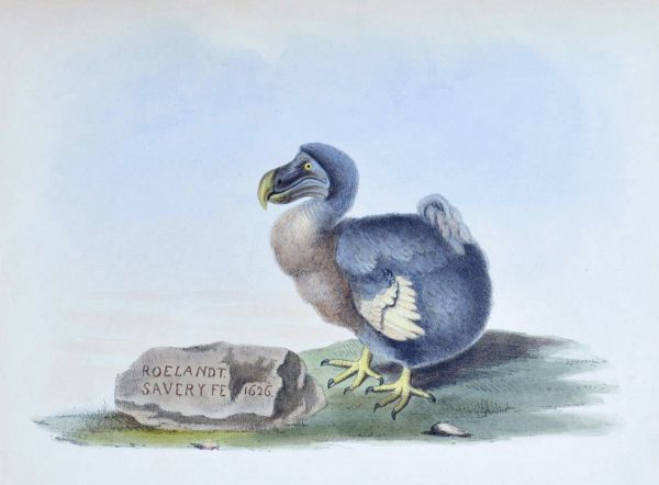 Le cycle du dodo dévoilé