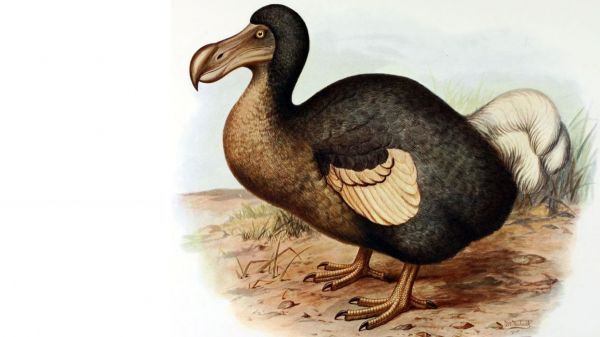 Des chercheurs fouillent la vie du mystérieux dodo de l'ïle Maurice