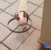 WebBuzz du 28/09/2017: Un dispositif pour les chiens aveugles-Bumper Buddy in action for a blind dog