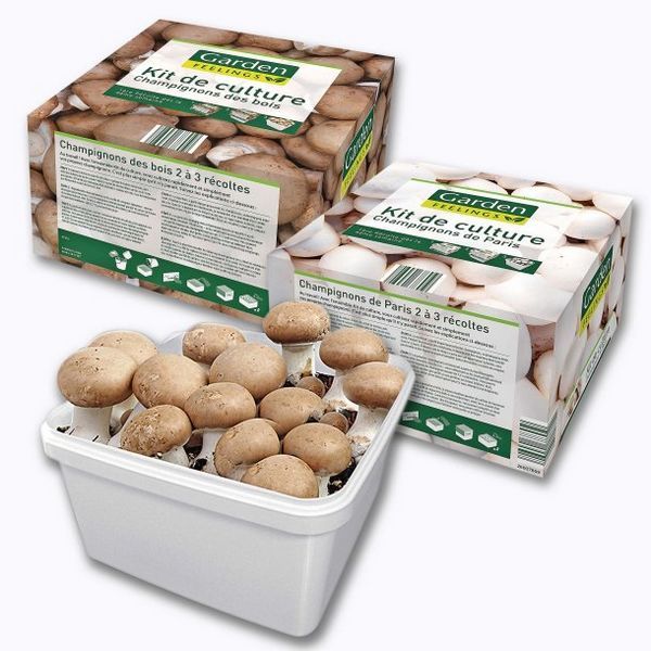 Aldi : kit de culture de champignons à 3,99 €