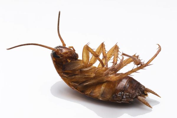 Près de 80% des insectes auraient disparu en Europe