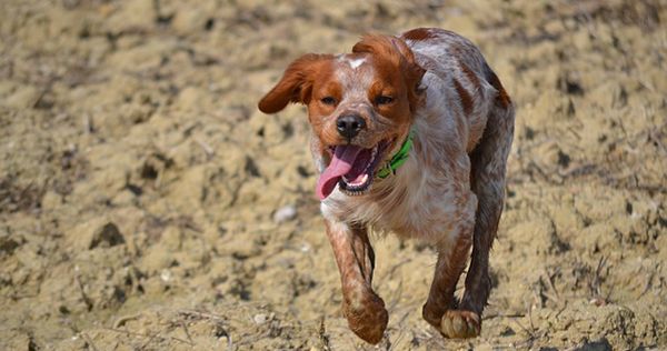 La santé du chien : à surveiller pour éviter une retraite prématurée