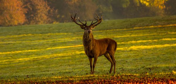 Le cerf : un animal qui parle au coeur des hommes
