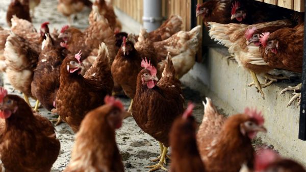 "Le surcoût à la production est réel" : l'abandon de l'élevage de poules en cage est en progrès, mais il faut encore investir
