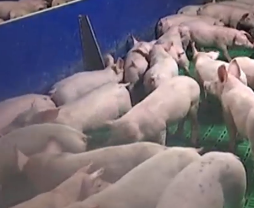 Le bien-être animal, une préoccupation pour l'association 60 millions de consommateurs