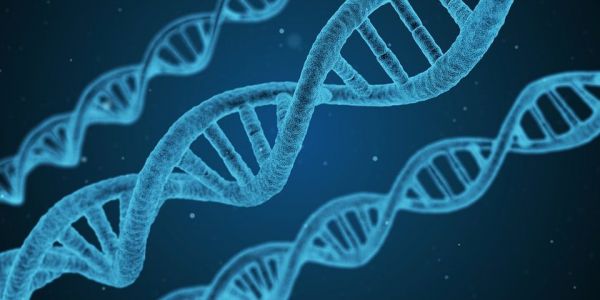 50% DE LA POPULATION AMÉRICAINE : identifiable par la généalogie génétique