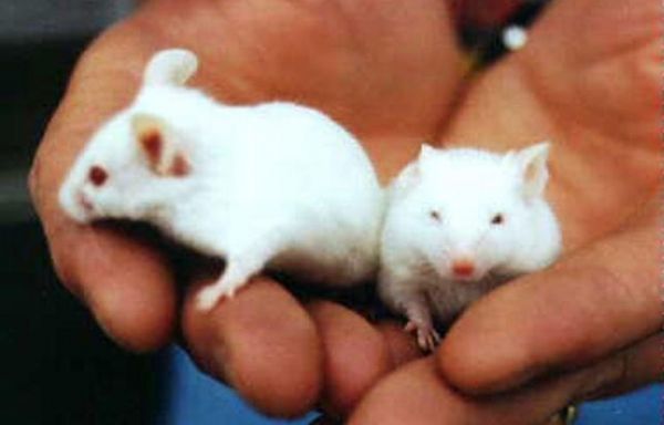 Des souriceaux nés de souris de même sexe