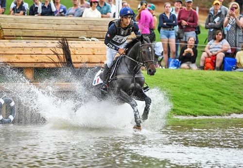 Les chevaux Selle Français s'exportent