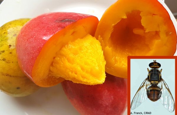 "Bactrocera dorsalis" : La mouche qui ravage la production de mangues