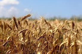 AUJOURDHUI, CEST LE JOUR DE LA MOISSON  David Wilkerson