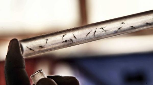 Moustiques: Un médicament rend notre sang mortel et pourrait aider dans la lutte contre le paludisme