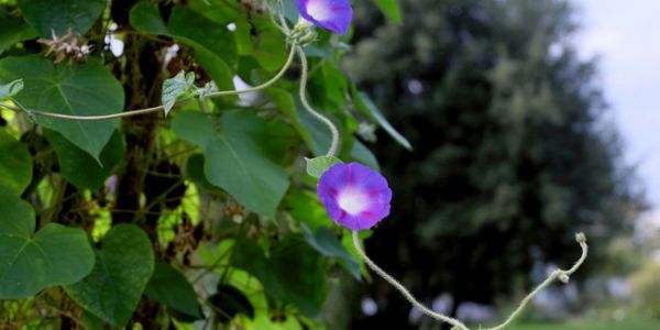 Créer un écran végétal avec des annuelles grimpantes en pot