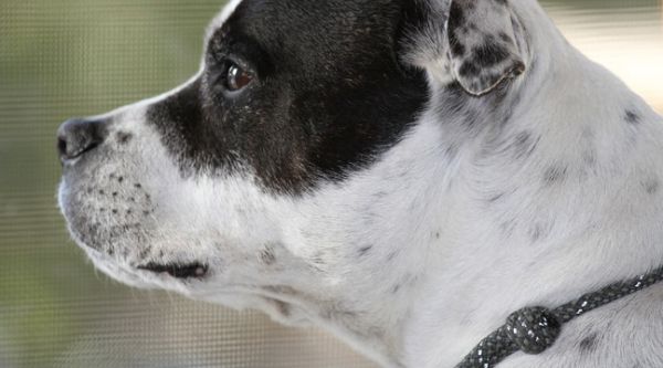 Royaume-Uni: Un chien finit aux urgences après avoir avalé un jeu de Nintendo