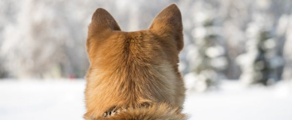 La Ville de Québec veut facturer 250 $ par an aux proprios de «chiens à risque»