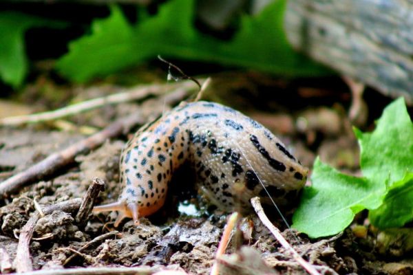 Les limaces dévorent vos jeunes plants ?