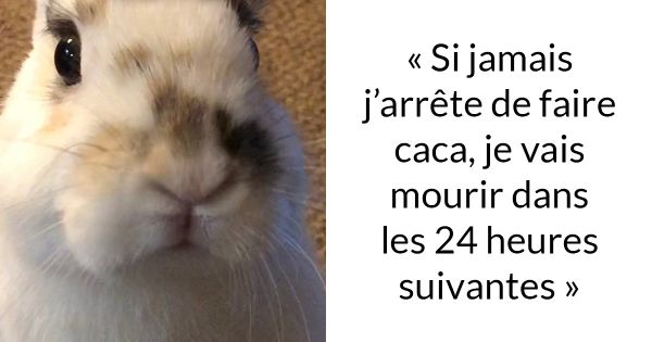 Une propriétaire de lapin a expliqué pourquoi vous ne devriez jamais en obtenir un avant Pâques