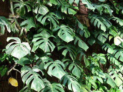 Faux philodendron, <span style="font-style:italic;">Monstera deliciosa</span>