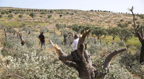 Guerre contre la nature : comment le colonialisme sioniste a détruit l'environnement en Palestine