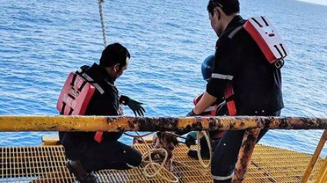 Un chien secouru à 220 km au large des côtes thïlandaises
