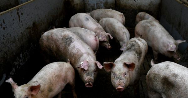 Quand des cerveaux de porcs continuent de fonctionner après leur mort