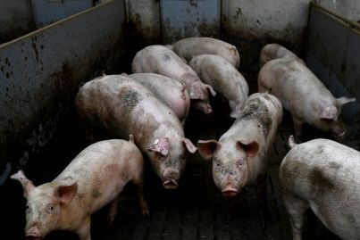 Quand des cerveaux de porcs continuent de fonctionner après leur mort