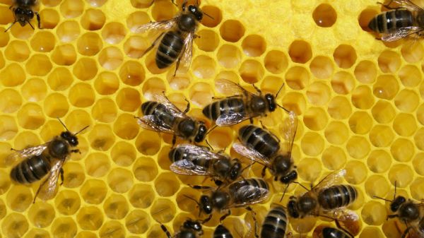 Notre-Dame de Paris : les 200.000 abeilles de la cathédrale ont survécu à l'incendie