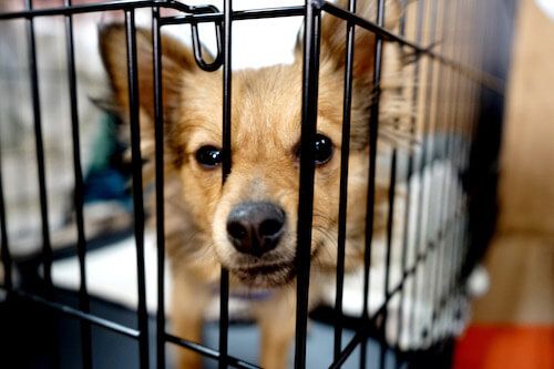 30.000 animaux sauvages interceptés par Interpol