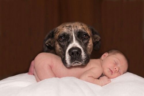 Chien et bébé, y-a-t-il un danger pour l'enfant ?