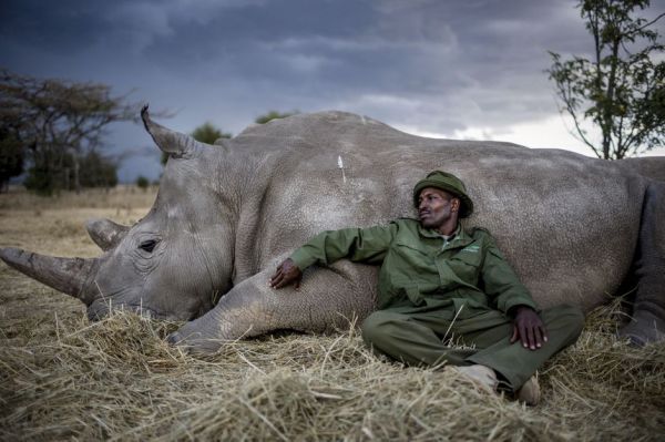 Il faut sauver les rhinocéros