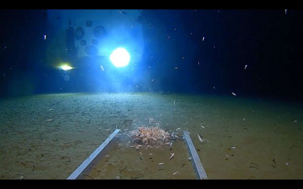Une plongée record de près de 11 km dans la plus profonde fosse du monde