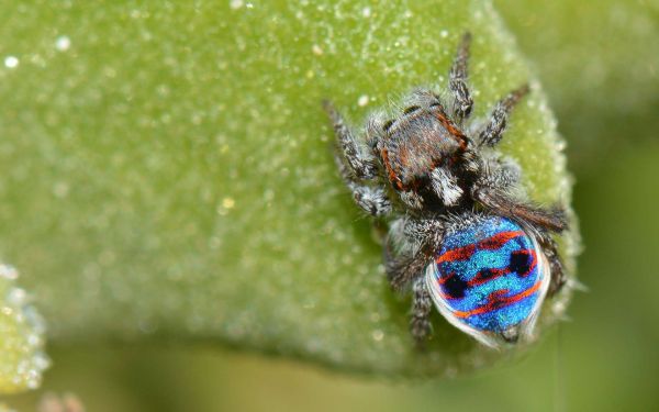 Le secret de beauté de l'araignée paon réside dans ses taches super-noires