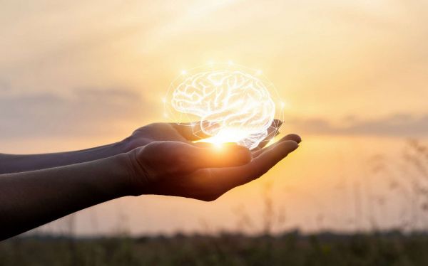 Il existerait une taille idéale pour le cerveau