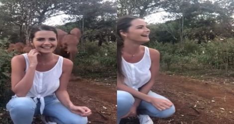 Un bébé éléphant à la traine en queue de peloton