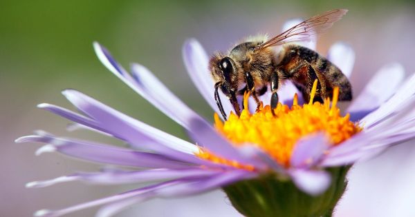 Pollinisateurs: l'ONU sonne l'alarme