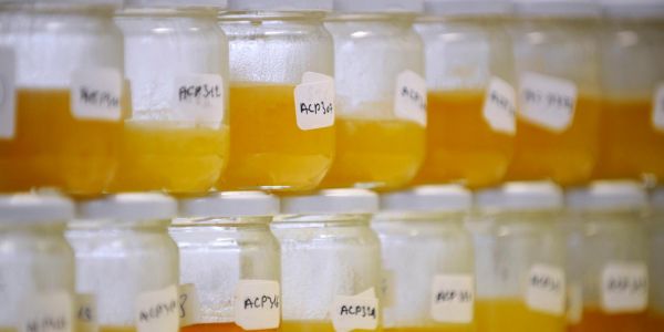 Le miel authentique, un aliment en voie de raréfaction